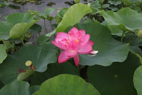 蓮の花