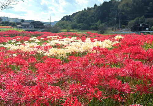 柊野ひがん花