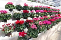 フラワーパーク シクラメン