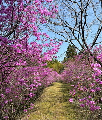 鶴田イワツツジ