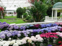 アジサイ展