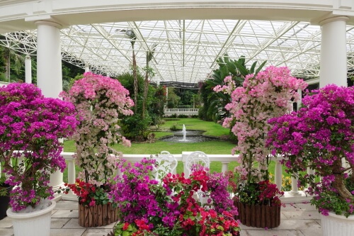 ブーゲンビレア