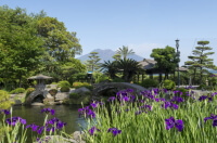 仙巌園 花菖蒲