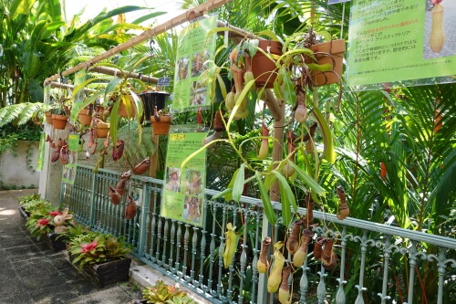 食虫植物
