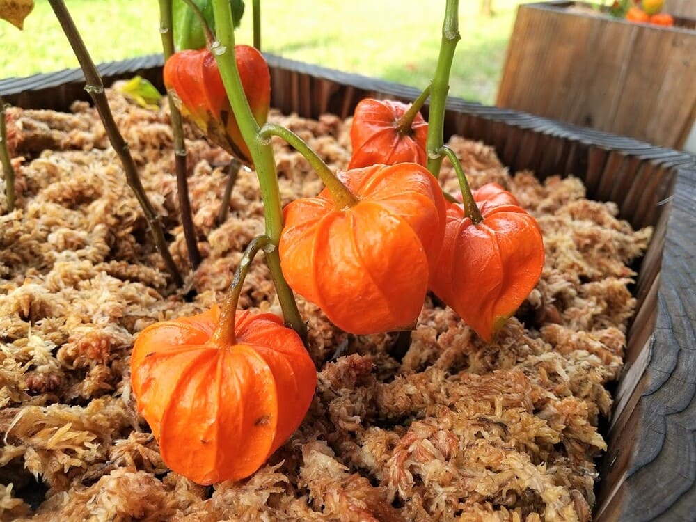 鬼灯