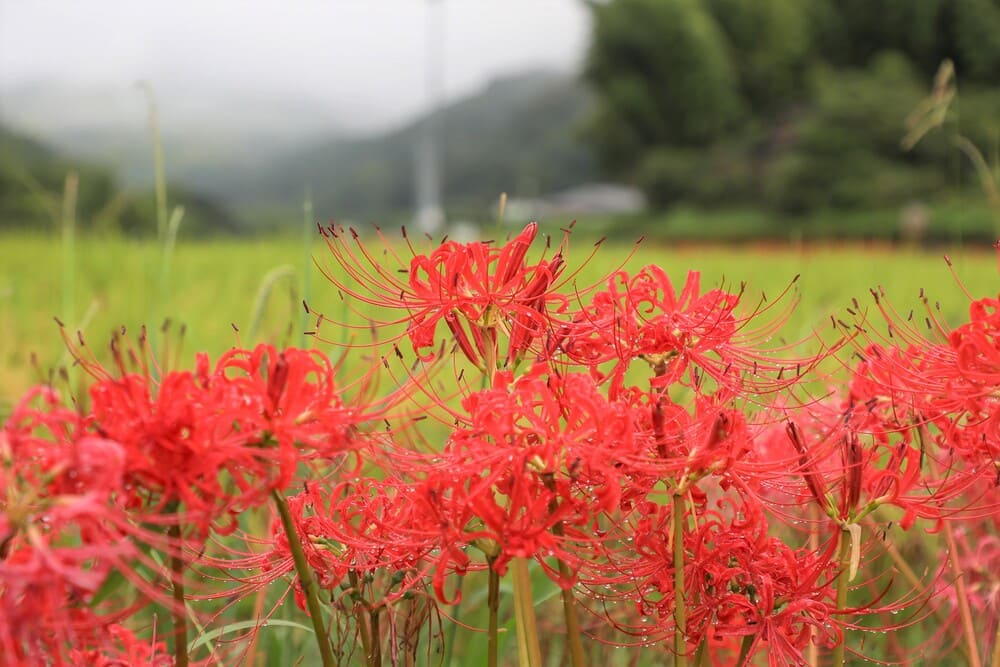 柊野彼岸花