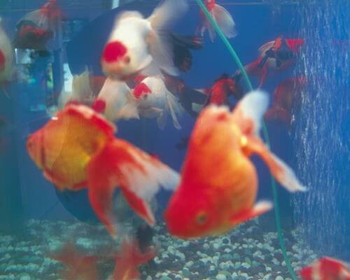 21年中止 第34回 金魚と鯉の郷まつり 熊本のイベント 祭り ふくおかサポートねっと 21年中止 第34回 金魚と鯉の郷まつり 熊本のイベント 祭り ふくおかサポートねっと