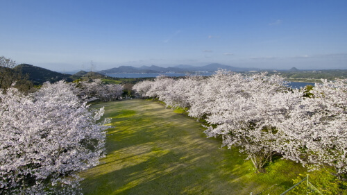 維和桜・花公園の桜