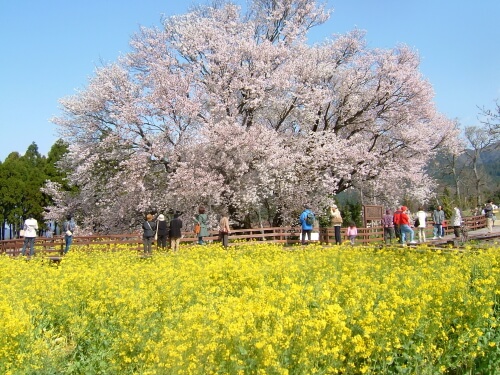 一心行の大桜