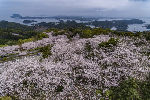 千巌山の桜