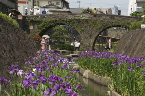 髙瀬裏川の花しょうぶ