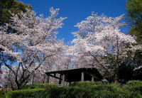蛇ヶ谷公園の桜