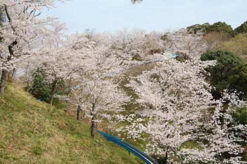 蛇ヶ谷公園の桜