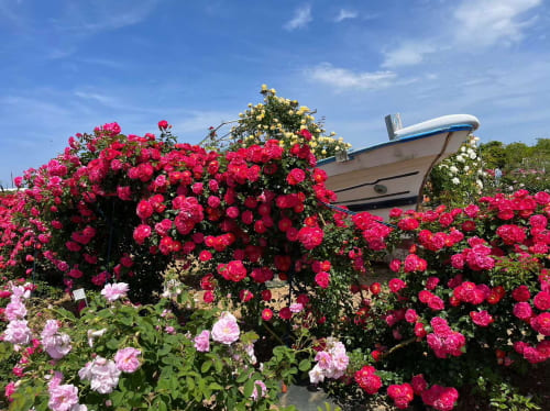 エコパーク水俣バラ園