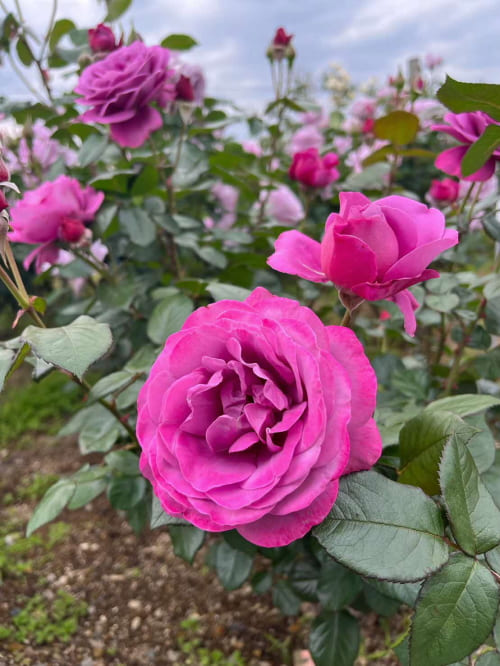 エコパーク水俣バラ園