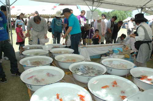 金魚即売会