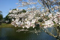観音池公園の桜