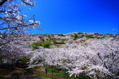 花立公園の桜