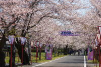 都城もちお桜まつり
