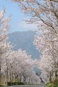 まきばの桜