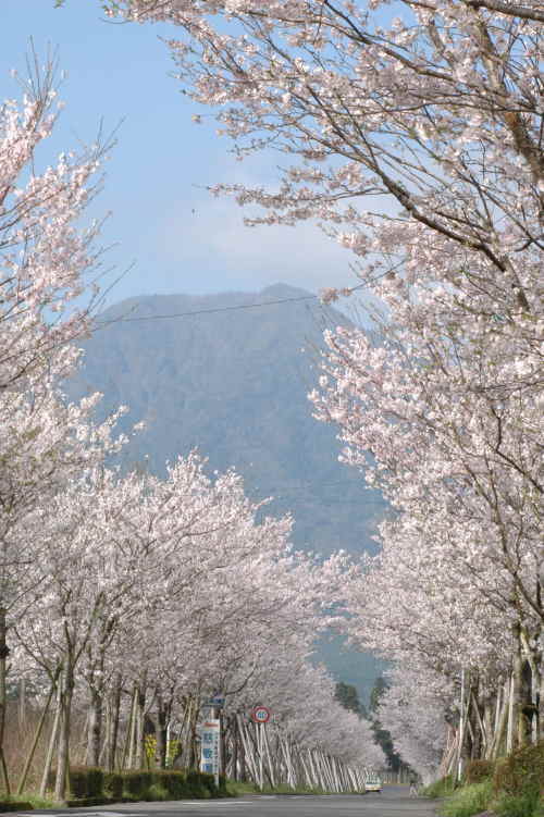 まきばの桜