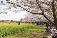 西都原御陵墓前広場の桜と菜の花