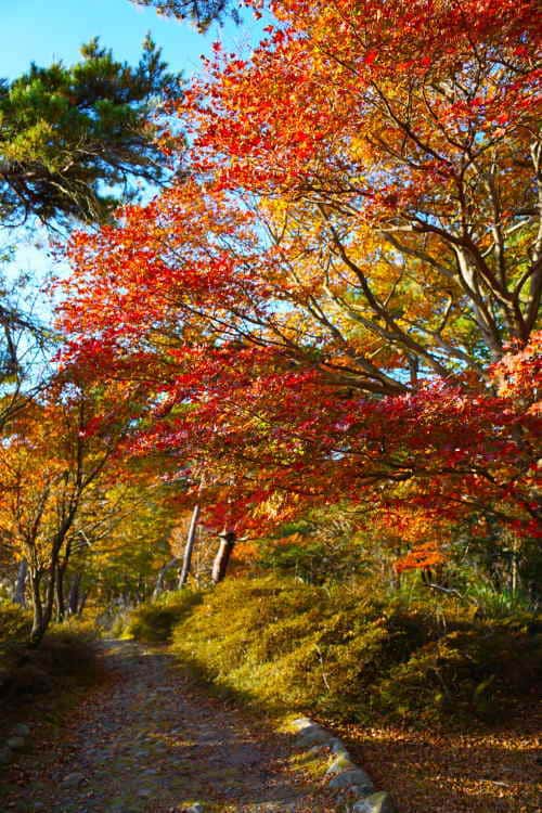 えびの高原 紅葉