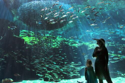 九十九島水族館海きらら　九十九島湾大水槽