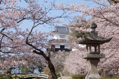 大村公園の桜