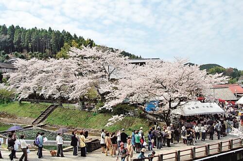 中尾山 桜陶祭