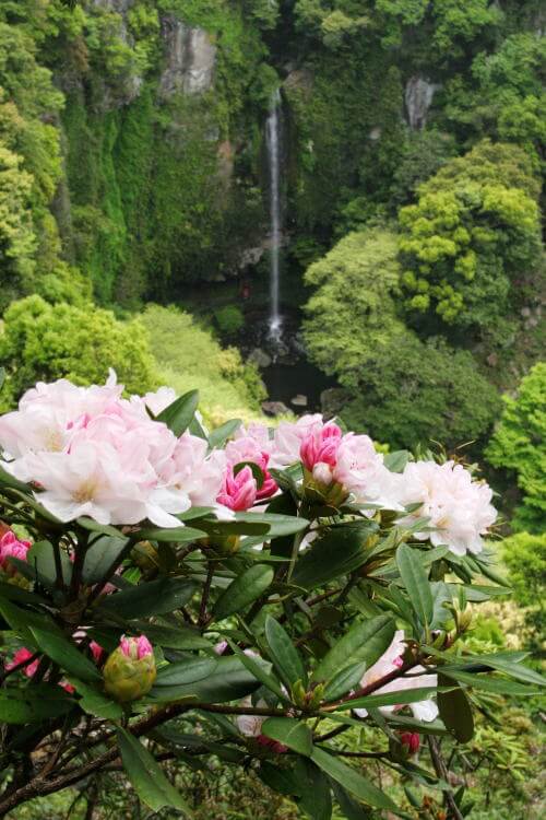 裏見の滝自然花苑 しゃくなげと裏見の滝