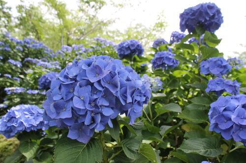 大崎自然公園くじゃく園の紫陽花 長崎のイベント 祭り ふくおかサポートねっと