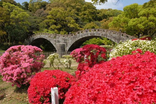 諫早公園のツツジ