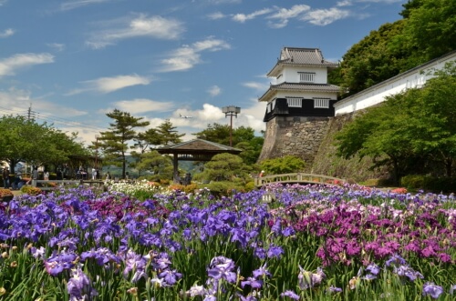 大村公園のハナショウブ