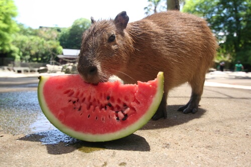 カピバラのスイカタイム