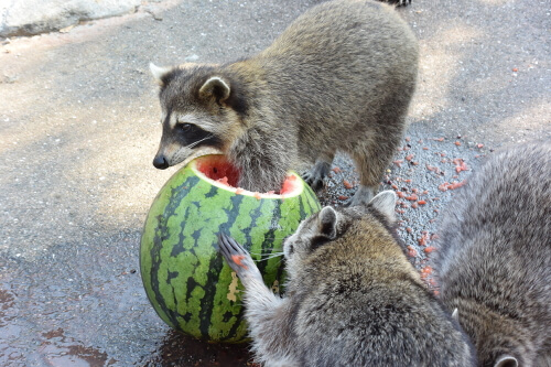 アライグマのスイカタイム