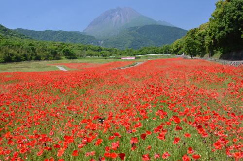 しまばら火張山花公園のポピー