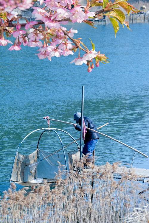 河津桜とシロウオ漁