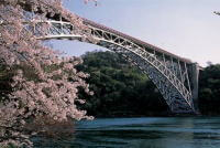 西海橋と桜