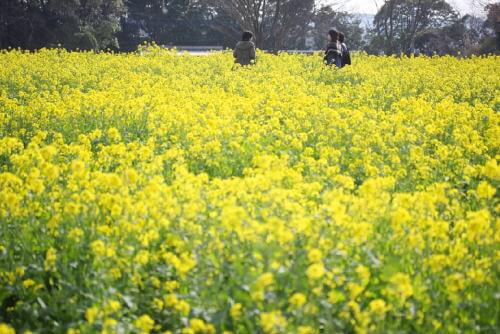 展海峰の菜の花