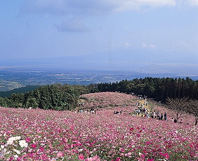 白木峰高原のコスモス
