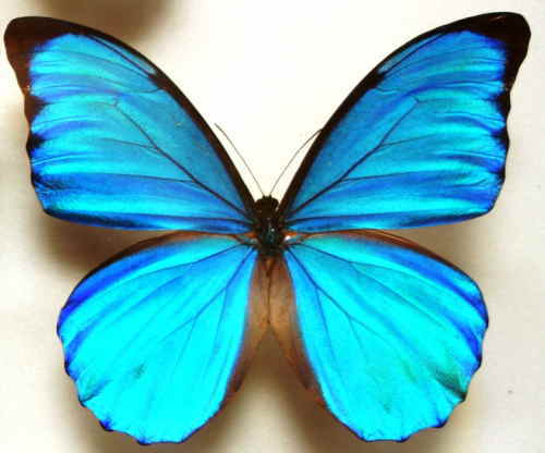 モルフォチョウ