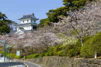平戸城と桜
