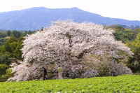 木ヶ津慈眼桜