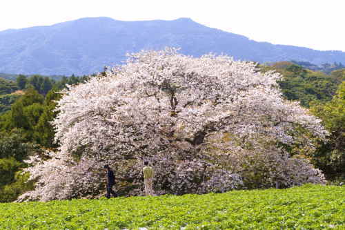 慈眼桜