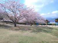 県立田平公園の桜