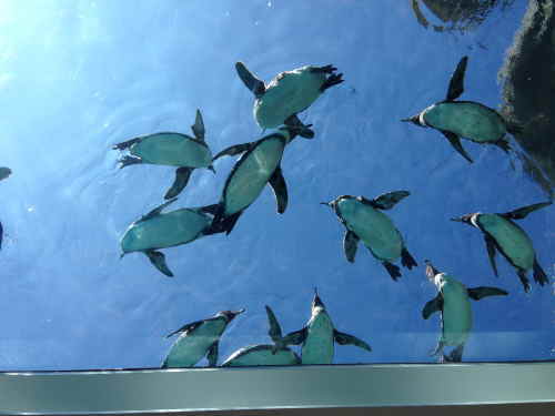 九十九島動植物園森きららのペンギン