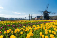 ハウステンボス チューリップセレブレーション