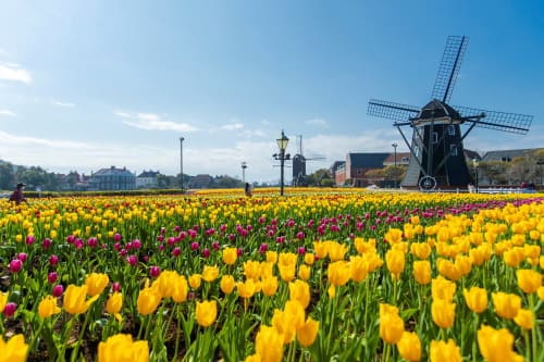ハウステンボス チューリップセレブレーション