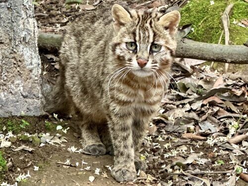 ツシマヤマネコ